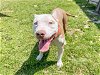 adoptable Dog in orange, CA named VINNY