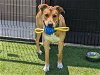 adoptable Dog in orange, CA named MILLER