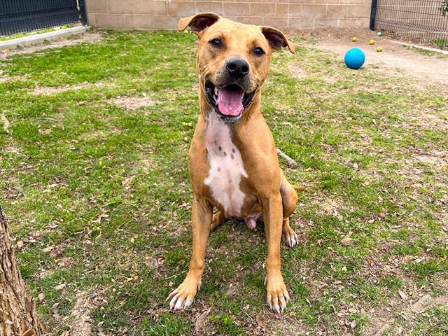 adoptable Dog in Orange, CA named TROOPER