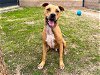 adoptable Dog in orange, CA named TROOPER