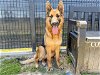 adoptable Dog in orange, CA named QUARTZ