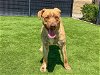 adoptable Dog in orange, CA named TRAPPER