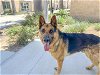 adoptable Dog in orange, CA named BOOMER