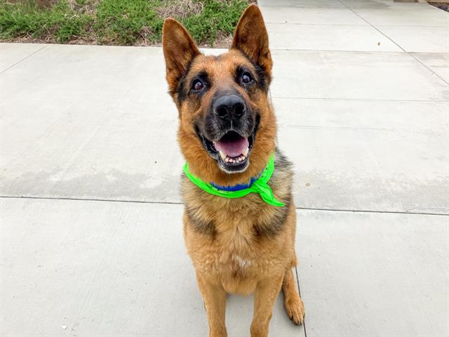 adoptable Dog in Orange, CA named BOOMER