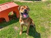adoptable Dog in orange, CA named SAMSON