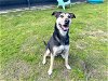 adoptable Dog in orange, CA named DUCHESS