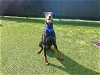 adoptable Dog in orange, CA named DRAKO