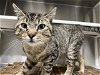 adoptable Cat in orange, CA named ALFRED