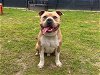 adoptable Dog in orange, CA named DARNELL