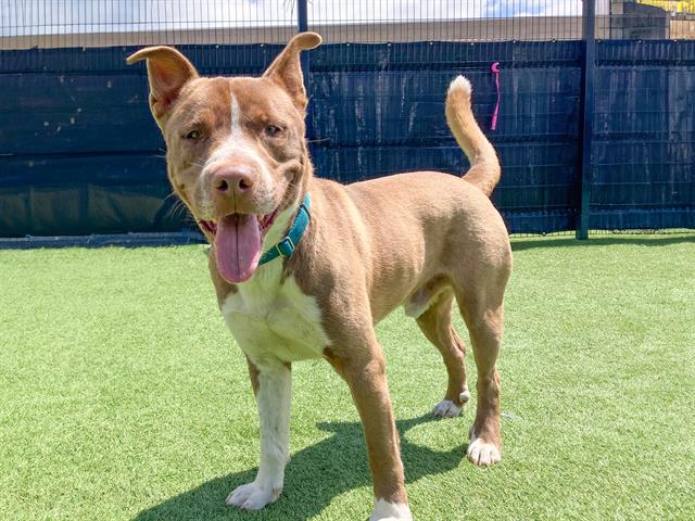 adoptable Dog in Orange, CA named MILO