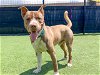 adoptable Dog in orange, CA named MILO