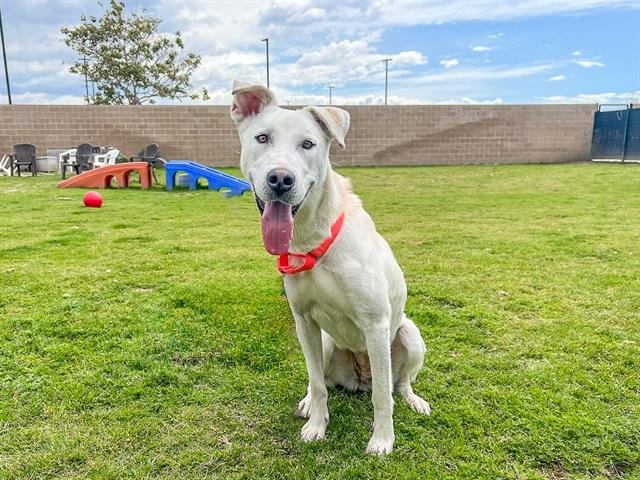 adoptable Dog in Orange, CA named BESS