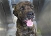 adoptable Dog in orange, CA named GOMEZ