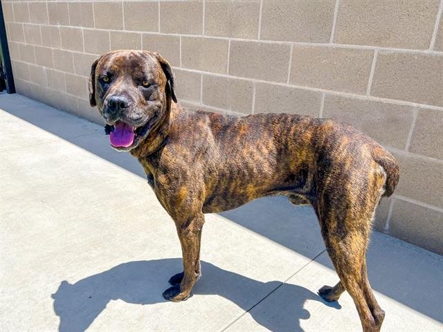 adoptable Dog in Orange, CA named GOMEZ
