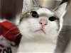 adoptable Cat in orange, CA named RUDY
