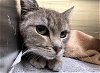adoptable Cat in orange, CA named A1863956