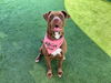 adoptable Dog in orange, CA named SOLAR
