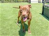 adoptable Dog in orange, CA named SOLAR