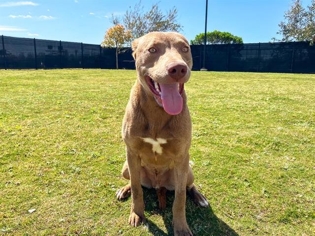 adoptable Dog in Orange, CA named JUAN POLLO