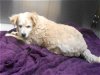 adoptable Dog in orange, CA named GOLIATH