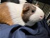 adoptable Guinea Pig in orange, CA named WEBBY
