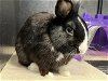 adoptable Rabbit in orange, CA named JUNIOR