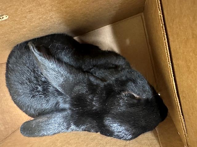 adoptable Rabbit in Orange, CA named TOOTHLESS