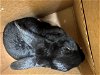adoptable Rabbit in orange, CA named TOOTHLESS