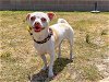 adoptable Dog in orange, CA named MIMI