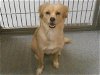 adoptable Dog in orange, ca, CA named AVA