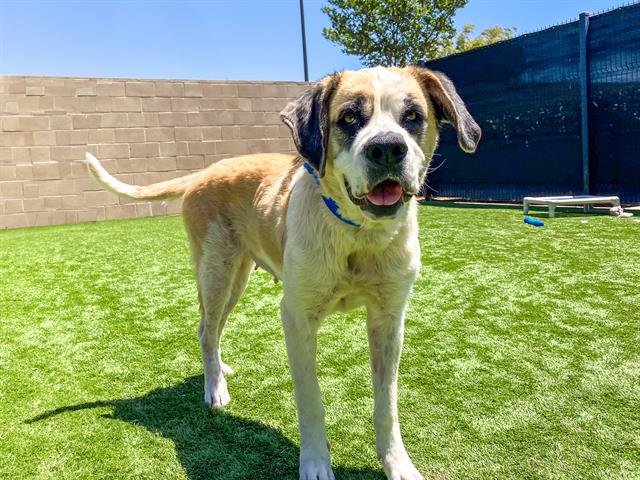 adoptable Dog in Orange, CA named DAKOTA