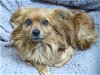 adoptable Dog in orange, CA named DIABLO