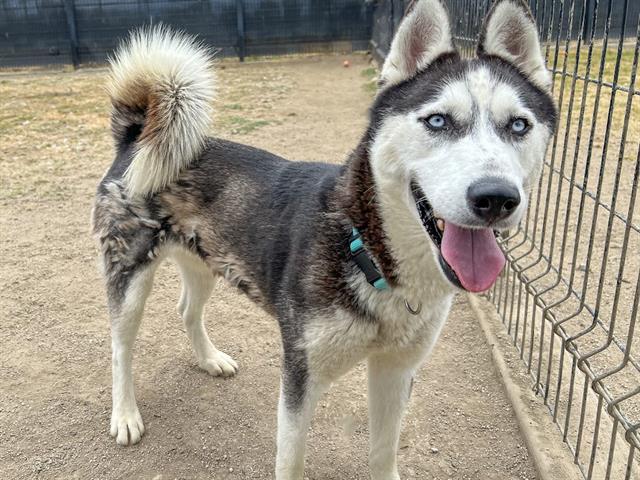 adoptable Dog in Orange, CA named NALA