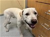 adoptable Dog in orange, CA named DEAN