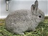 adoptable Rabbit in  named BLUEBELL