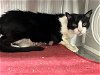 adoptable Cat in orange, CA named KEV