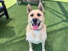 adoptable Dog in Orange, CA named FLUFFY