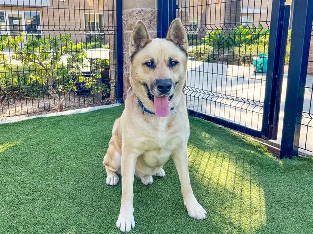 adoptable Dog in Orange, CA named FLUFFY