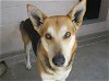 adoptable Dog in orange, CA named KENO