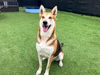 adoptable Dog in Orange, CA named KENO