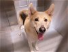 adoptable Dog in orange, CA named LUIGI