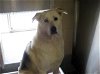 adoptable Dog in orange, CA named MARIO