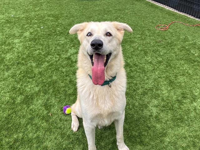 adoptable Dog in Orange, CA named MARIO