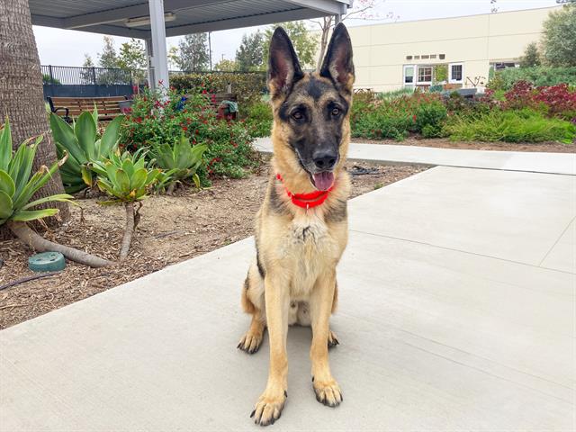 adoptable Dog in Orange, CA named REX