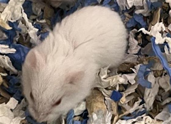 adoptable Hamster in Orange, CA named JANE