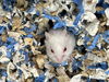 adoptable Hamster in Orange, CA named JACE