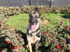adoptable Dog in Orange, CA named KING