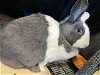 adoptable Rabbit in  named BEANIE