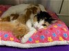 adoptable Cat in orange, CA named APPLE