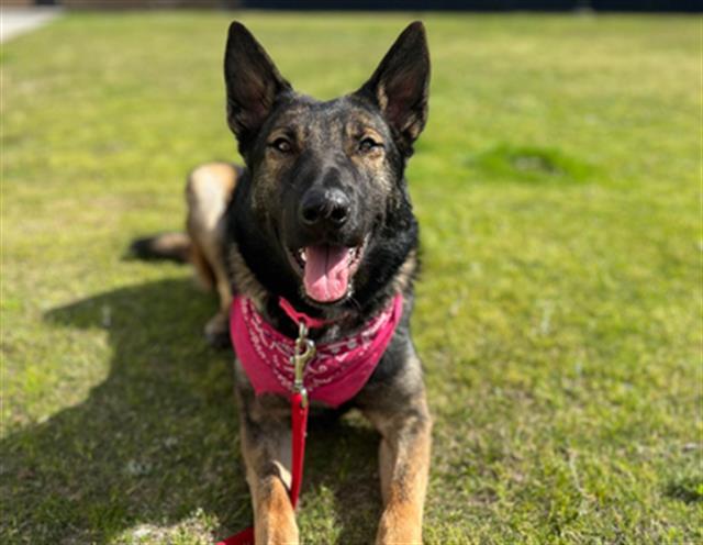 adoptable Dog in Orange, CA named ELIZA